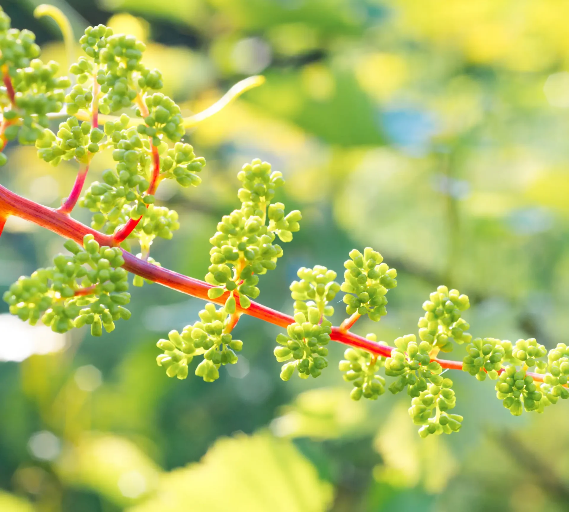 Grape Growth